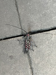 Macrochenus isabellinus