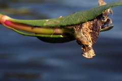 Herpetogramma bipunctalis
