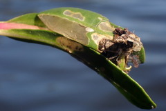 Herpetogramma bipunctalis