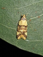 Callithauma callianthes