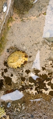 Cellana radians