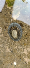 Cellana radians