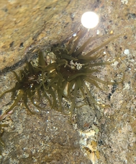 Isactinia olivacea