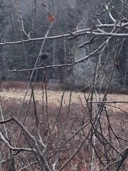 Rabdophaga strobiloides