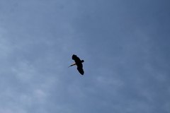 Theristicus melanopis