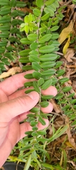 Veronica elliptica