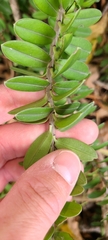 Veronica elliptica