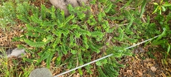 Veronica elliptica