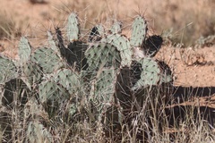 Opuntia phaeacantha