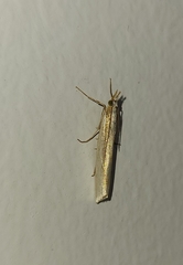 Orocrambus ramosellus