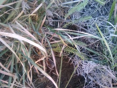 Achillea millefolium