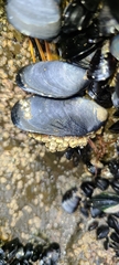 Mytilus planulatus