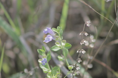 Scutellaria drummondii