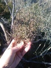 Coprosma propinqua