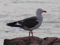 Leucophaeus scoresbii