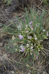 Oxytropis squammulosa