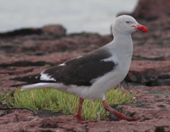 Leucophaeus scoresbii