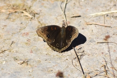 Junonia nigrosuffusa
