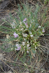 Oxytropis squammulosa