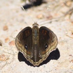 Junonia nigrosuffusa