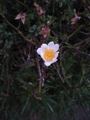 Rosa transmorrisonensis
