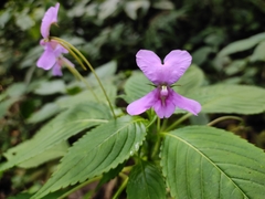 Impatiens macrocarpa