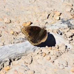 Junonia nigrosuffusa