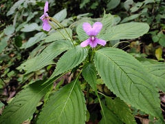 Impatiens macrocarpa