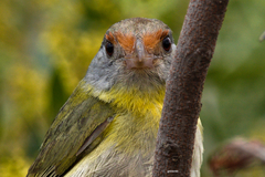 Cyclarhis gujanensis