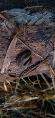 Kobeltia