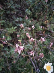 Rosa transmorrisonensis