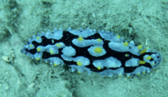 Phyllidia coelestis