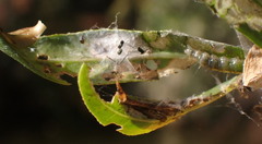 Herpetogramma bipunctalis