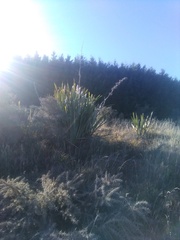 Phormium tenax