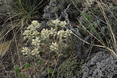 Alyssum lenense