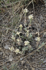 Alyssum lenense