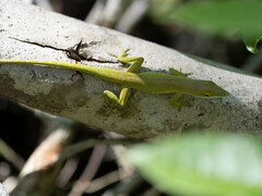 Anolis maynardii