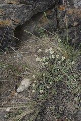 Alyssum lenense