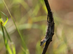Anolis sagrei