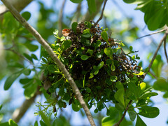 Moniliophthora perniciosa