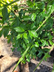 Duranta erecta