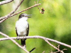 Tyrannus caudifasciatus