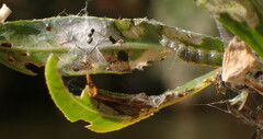 Herpetogramma bipunctalis