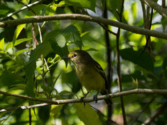 Vireo crassirostris