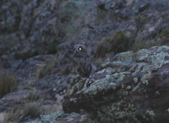 Bubo virginianus magellanicus