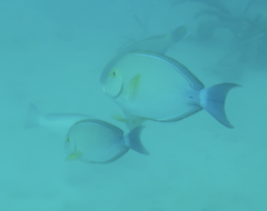 Acanthurus xanthopterus