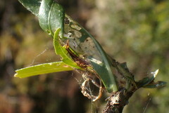 Herpetogramma bipunctalis