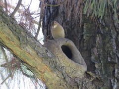 Furnarius rufus