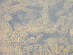 Hydrocharitaceae