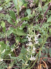 Astragalus tenellus